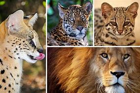 Image result for Wild Cat Pictures