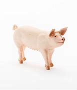 Image result for Large White Swine