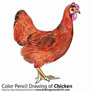 Image result for Chicken Drawing Jpg