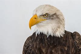 Image result for Eagle Portrait