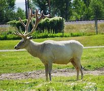 Image result for Albino Elg