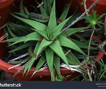 Image result for Mini Aloe Vera Plant