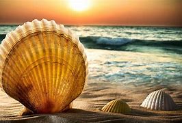 Image result for Sea Shells Wallpaper 4K