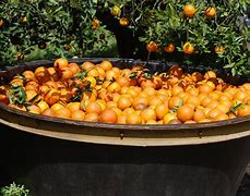 Image result for Citrus Harvest