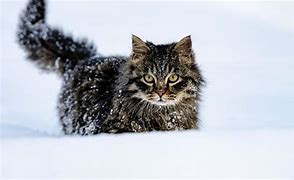 Image result for Frozen Cat