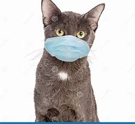 Image result for Therapy Cat Mask