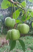 Image result for Gambar Buah GETAH