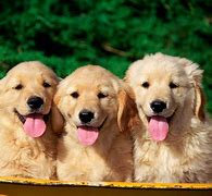 Image result for Beautiful Cute Dogs