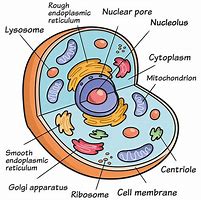 Image result for Cell in Computer