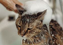 Image result for Cat Getting a Bath