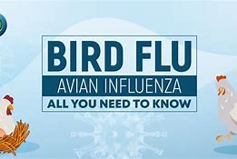 Image result for What Is the Bird Flu Virus