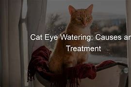 Image result for Cat Eyes Watering