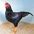 Image result for Fancy Chicken Breeds