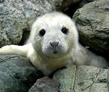 Image result for Grey Seal the Wash