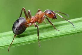 Image result for The Panda Ant