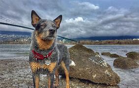 Image result for Pepper Dog Photos