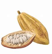 Image result for Kaki Cacao