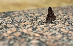 Image result for Butterfly with Wings Closed