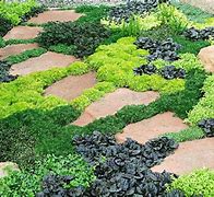 Image result for Ground Cover for Shaded Areas