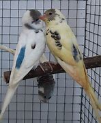 Image result for Parrot Love Birds