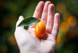 Image result for Kumquat Cumquat