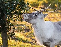 Image result for Moose Reindeer Whipsnade Zoo