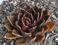 Image result for Black Diamond Succulent