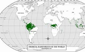 Image result for Jungle around the World