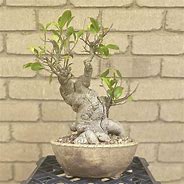 Image result for Bonsai Paradise Orlando