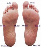 Image result for Plantar Bottom of Foot