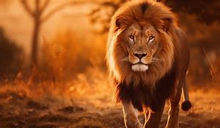 Image result for Lion HD 1080P