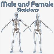 Image result for Male and Female Bone Identification