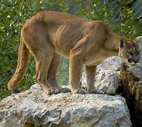 Image result for Panama Native Animals