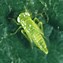 Image result for Leafhopper Pic