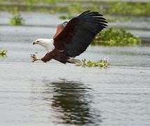 Image result for Eagle Catching Fish