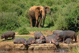 Image result for Hippo Yawn