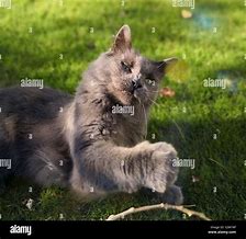 Image result for Angry Gray Cat Moody