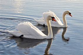 Image result for Roast Swan