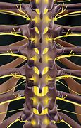 Image result for Thoracic Spinal Nerves