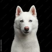 Image result for Silver and White Siberian Husky