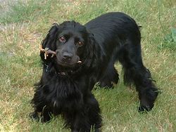 Image result for Brown English Cocker Spaniel