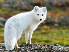 Image result for Arctic Fox HD