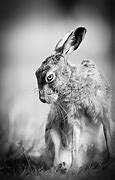 Image result for Hare in the Dark