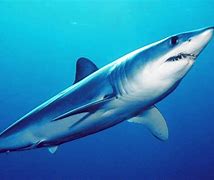 Image result for Mako Logo with Shark Fin