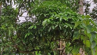 Image result for Buah Pulai