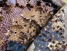 Image result for Eating a Bee