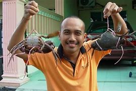 Image result for Ketam Bangkang