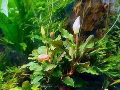 Image result for Aquarium Full of Flowers