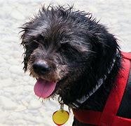 Image result for Pepper Dog Photos