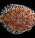 Image result for Trinectes Maculatus